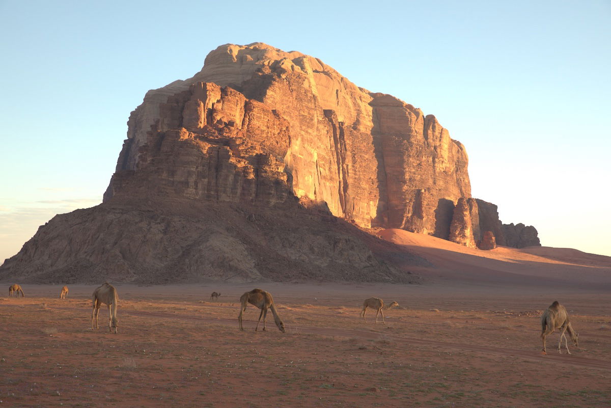 edited image of desert with mountain with camels in the foreground in darktable