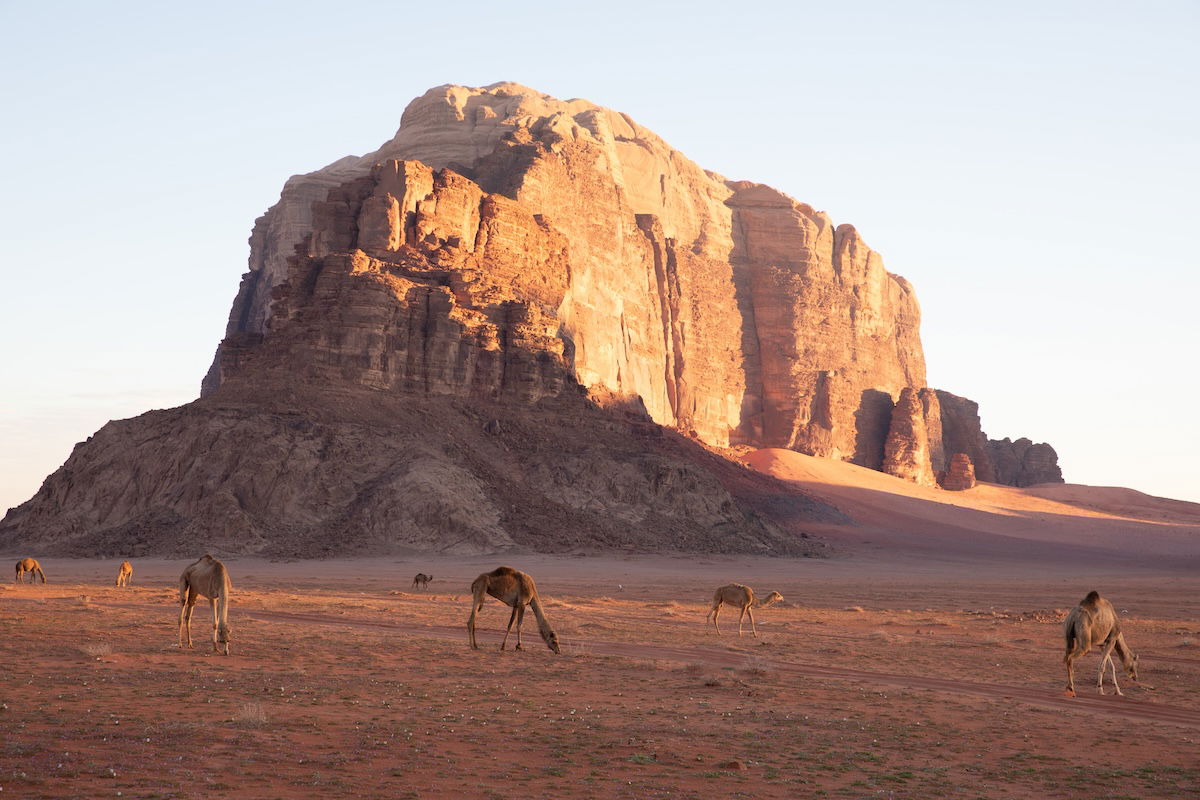 edited image of desert with mountain with camels in the foreground in lightroom