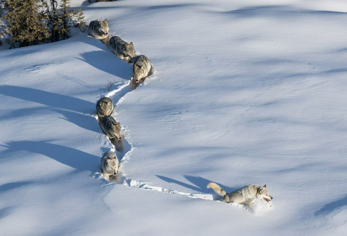 Wolves making a path in deep snow