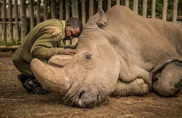 Intimate moment between man and rhino