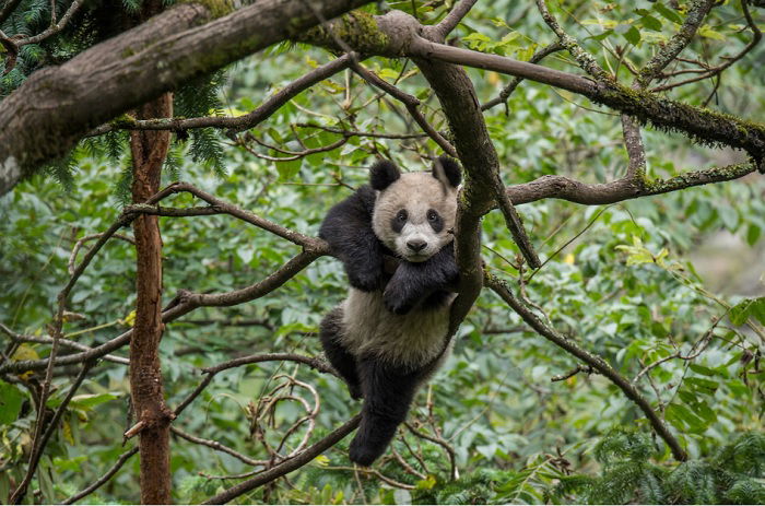 Giant panda in a tree