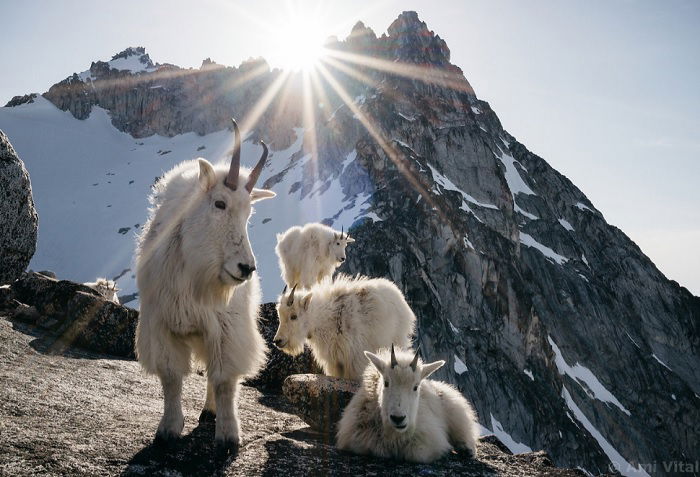 Mountain goats on a mountain