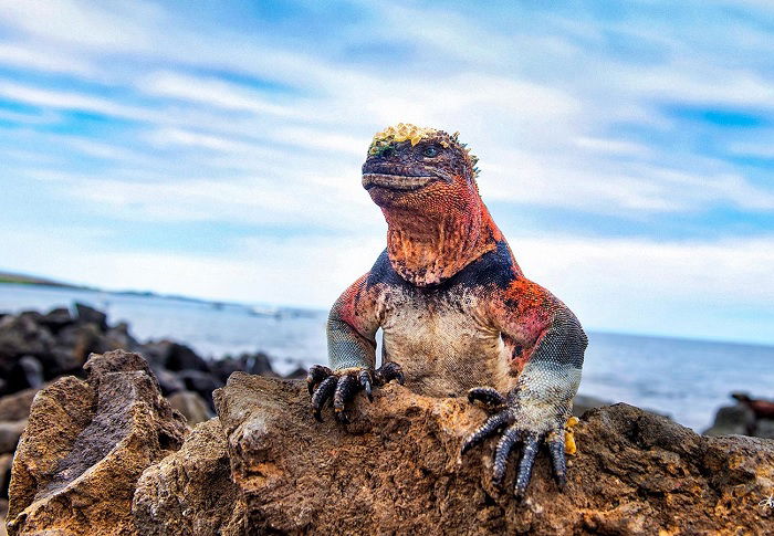 Marine iguana on a rock