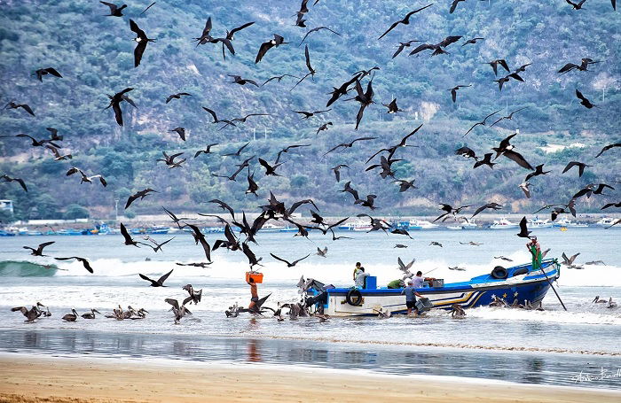 Swarm of seagulls around fishing boat