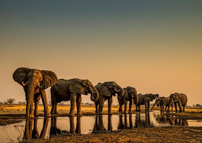 Family of elephants at the watering hole