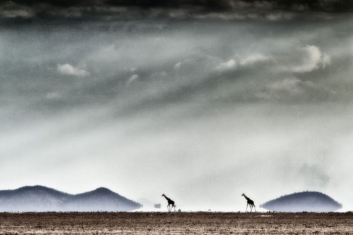 Wide shot of giraffes cross the desert