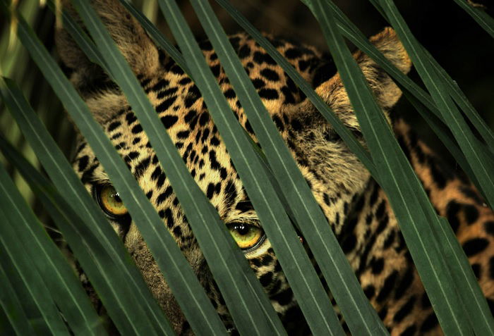 Leopard behind a fern