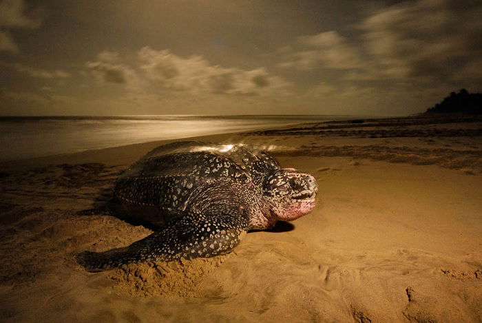 Sea turtle on the beach