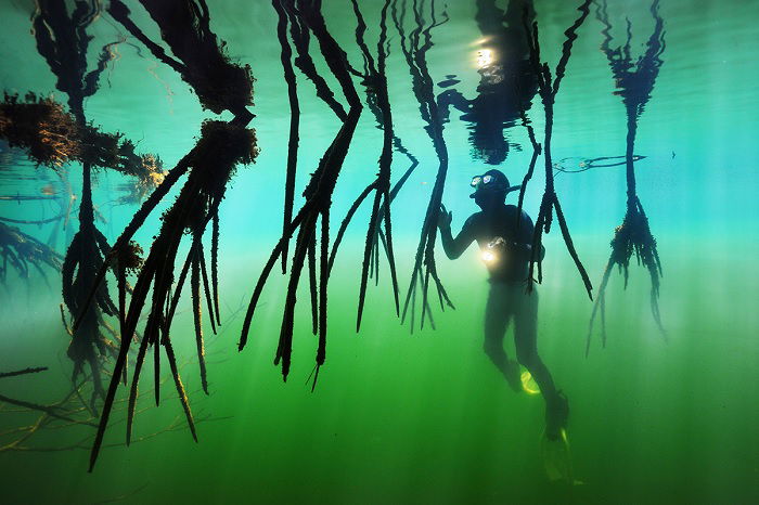 Diver in a mangrove swamp