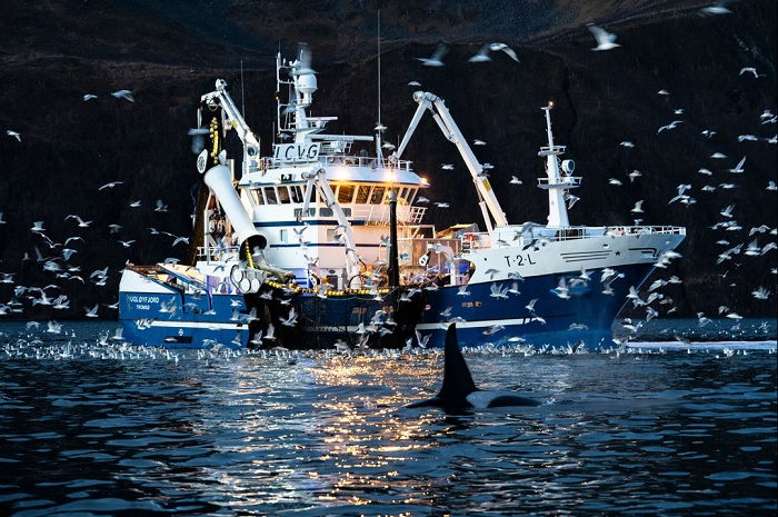 Fishing boat with orca in the foreground