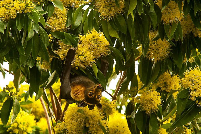 Fruit bat in tree with yellow flowers