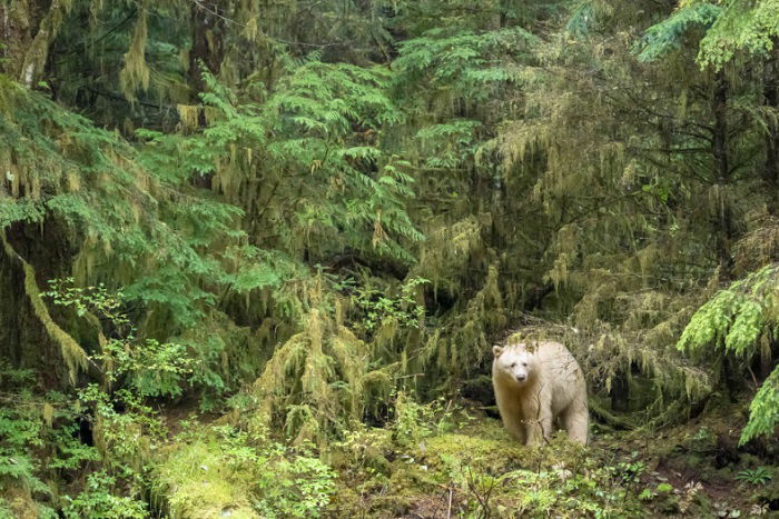 Bear in the woods