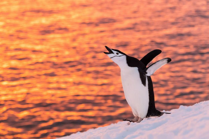 Penguin at the ice edge