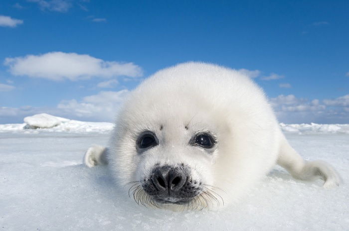 Close portrait of baby seal