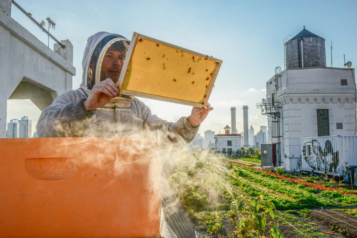 Man in beesuit looking at a bee hive