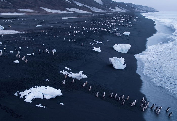 Penguins departing the beach