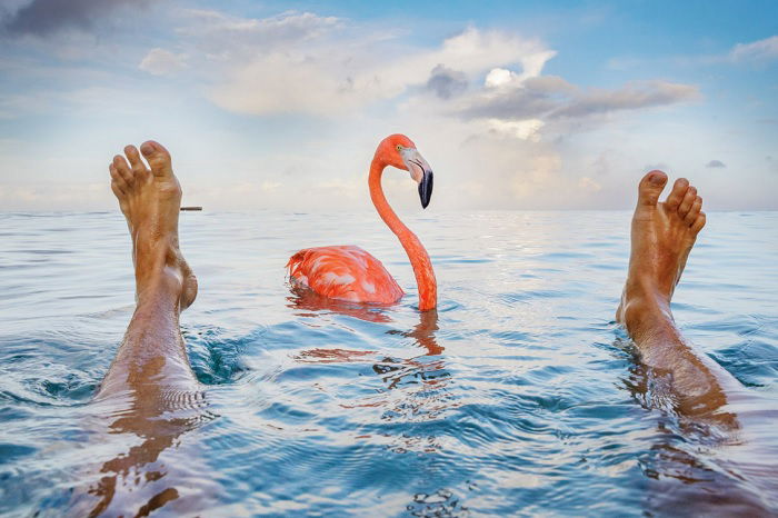 Swimming flamingo between mans legs