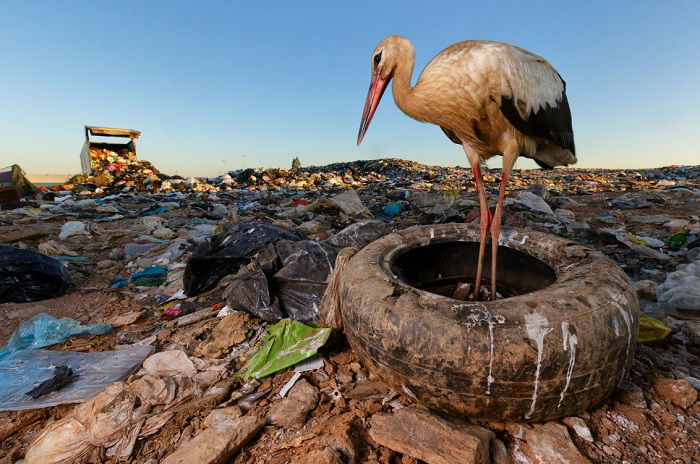 Stalk on a landfill