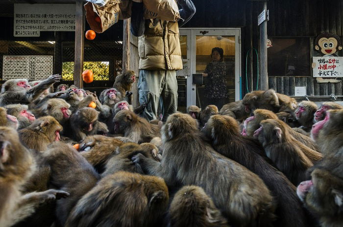 Monkeys crowding around persons legs