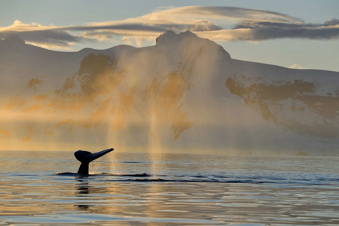 Whale tale raised above the surface of the ocean