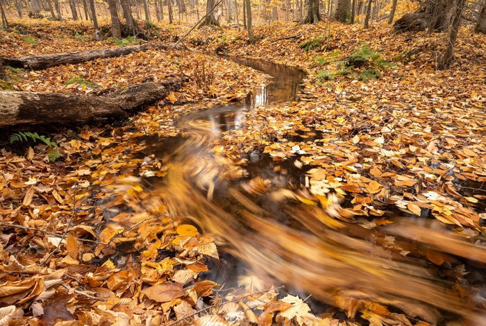 Forest stream in autumn