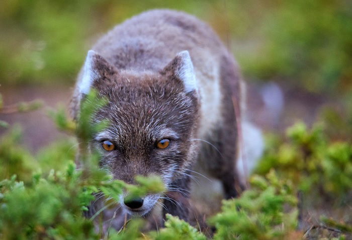 Arctic fox in its brown summer coat