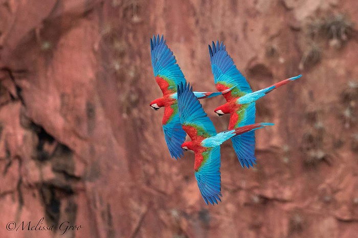 Three flying parrots