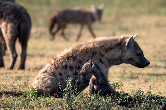 Hyena and pup