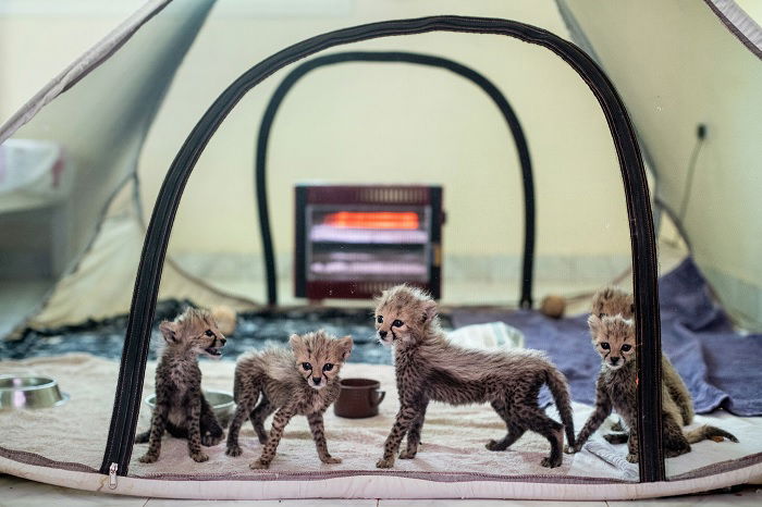 Cheeta cubs tied up