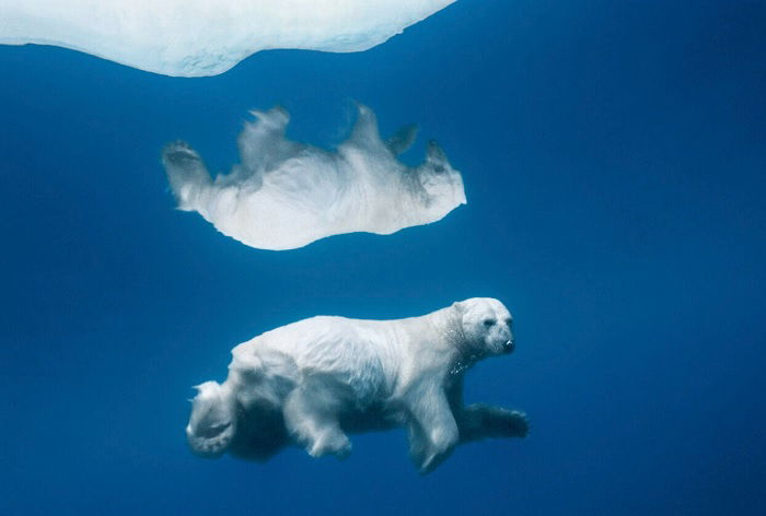 Polar bear underwater