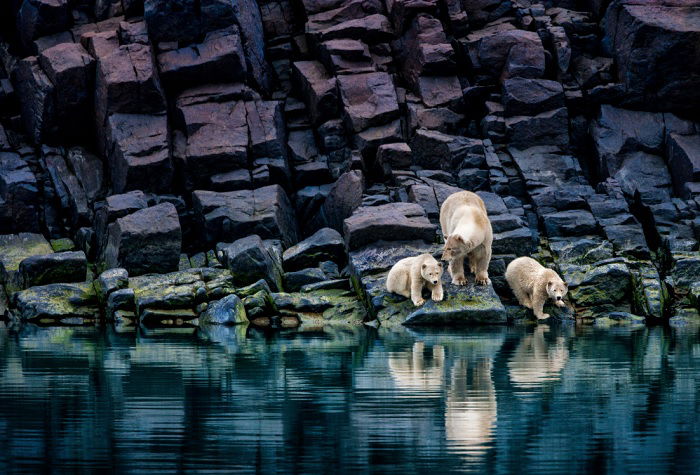 Three polar bears on a rock face near the water