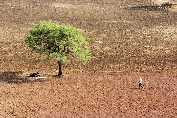 High shot of man walking towards tree in dry land