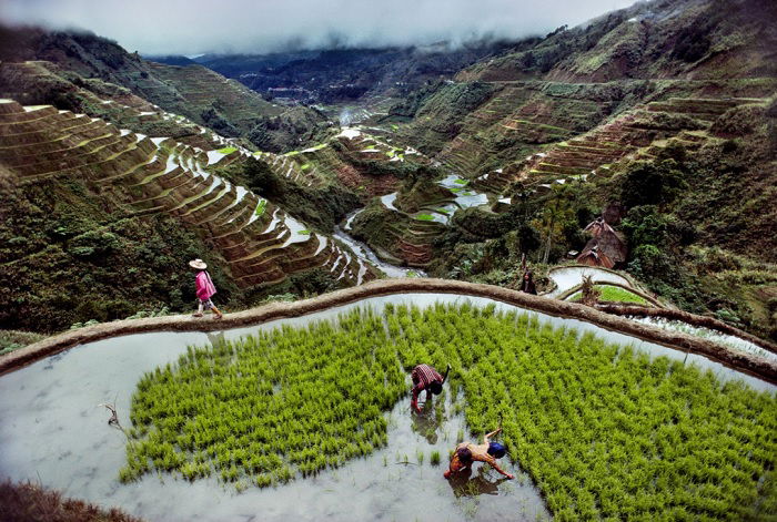 Rice paddies in the Philippines