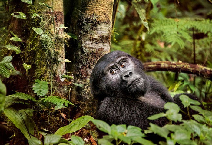 Gorilla leaning against a tree