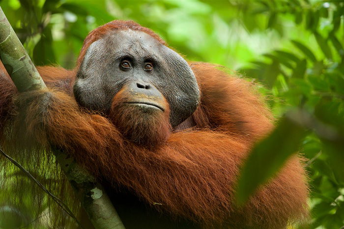 Forlorn-looking male orangutan