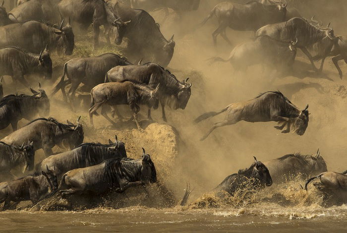 Herd of wildebeest crossing a river