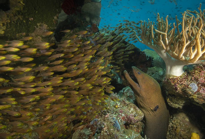 Sea reef with massive eel