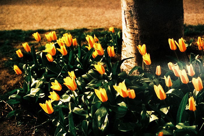 Yellow tulips shot on Herman Phoenix 200 film