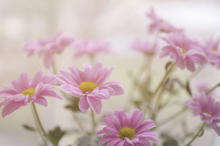 Close-up of pink and yellow flowers shot with digital camera